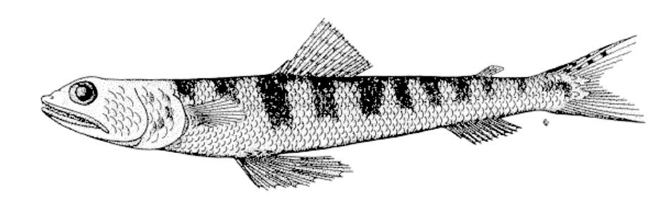 Synodus saurus_01.jpg